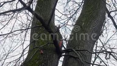 松鼠在公园里爬树，骚扰鸟类